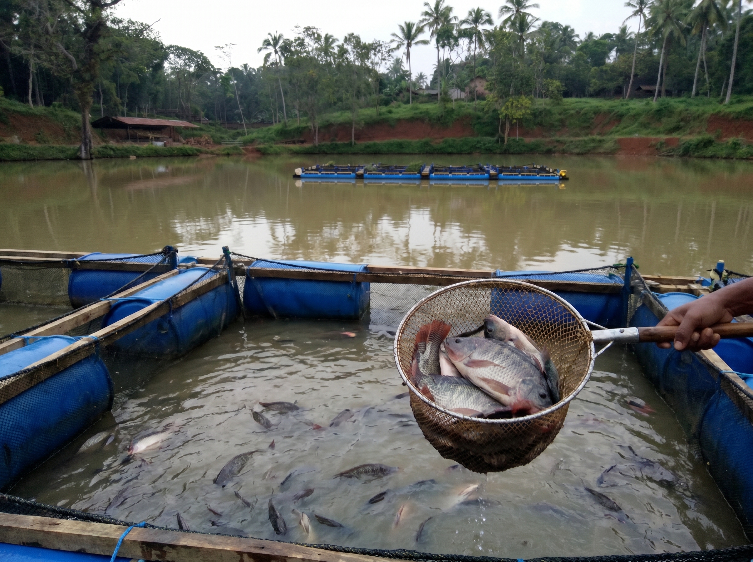 Aquaculture Hero