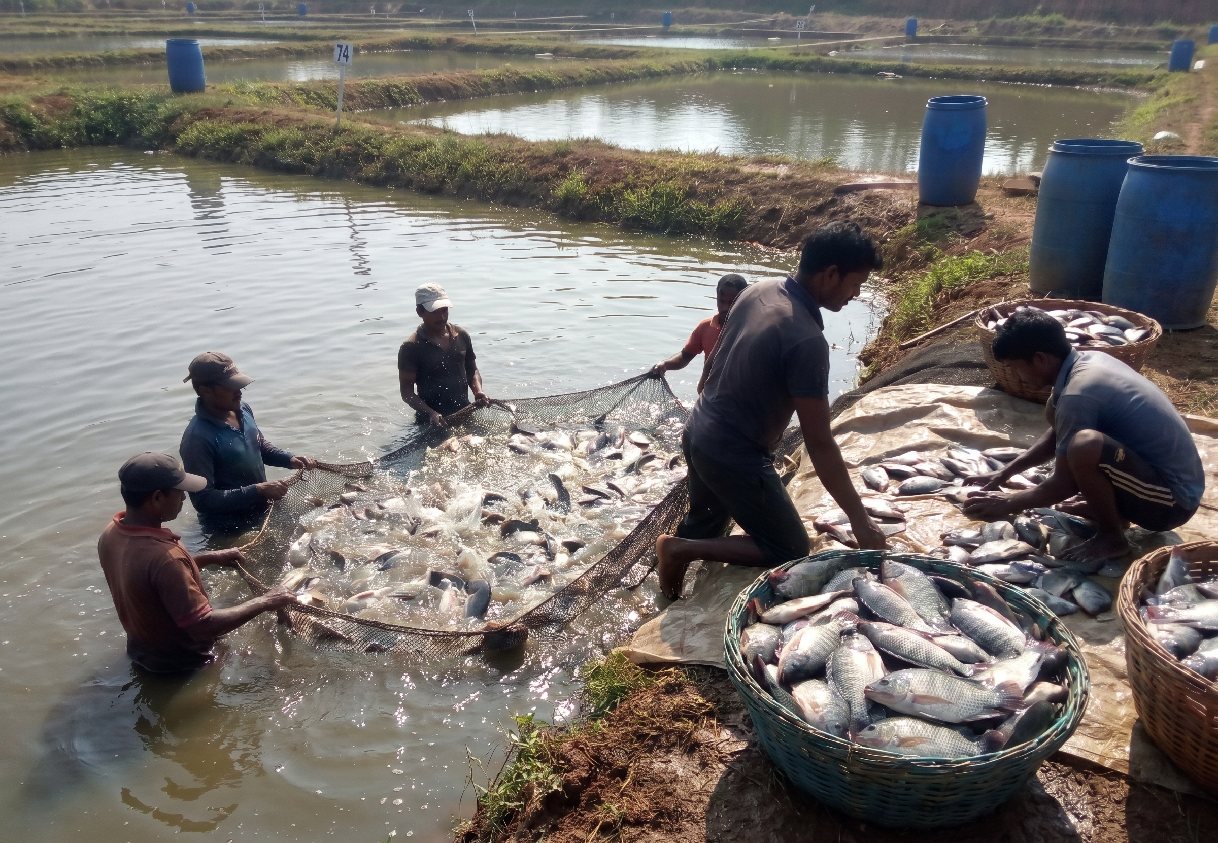 Aquaculture Hero